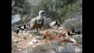 THE GRIFFON VULTURE [upl. by Hulton216]