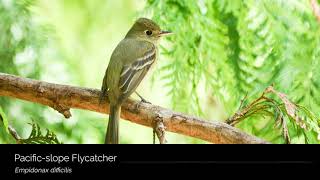 Pacificslope Flycatcher [upl. by Inalial]