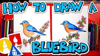 How To Draw A Bluebird [upl. by Modie290]