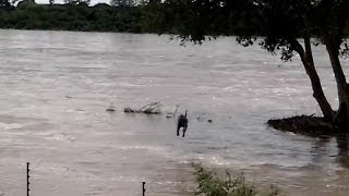 Kruger National Park Floods 2014  Baboons Swim to Safer Ground amp Phalaborwa [upl. by Narhem]