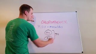 How Chlorampenicol Works [upl. by Yrok]