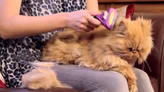 FURminator for Cats Video [upl. by Christianna390]