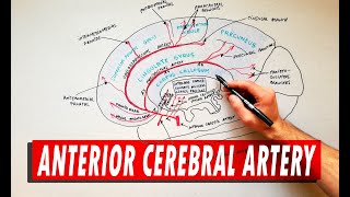 Anterior Cerebral Artery  Anatomy Tutorial [upl. by Lowenstern]