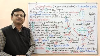 Diabetes Mellitus Part10 Mechanism of Action of Sulfonylurease  Antidiabetic Drugs  Diabetes [upl. by Augustina]