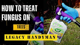 How to Treat Fungus on Trees [upl. by Mariano]