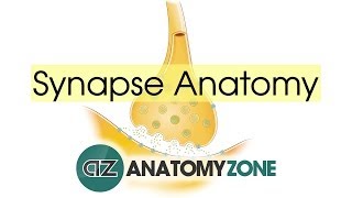 Synapse Structure  Neuroanatomy Basics [upl. by Ernestine]