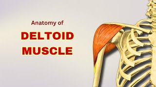 Deltoid Muscle Anatomy  Muscle of Scapular Region  Doctor Speaks [upl. by Jocelin]