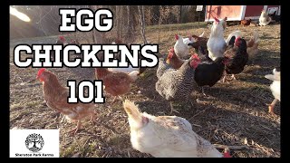 Beginners Guide To Egg Laying Chickens  Egg Chickens 101 [upl. by Skinner]