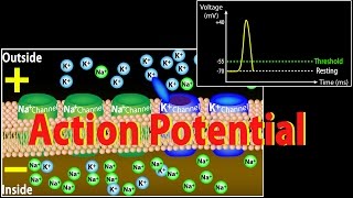 Action Potential in Neurons Animation [upl. by Preciosa]