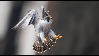 Peregrine Falcon  Best Footage Filmed Over 7 Years in 4k [upl. by Aihsot383]