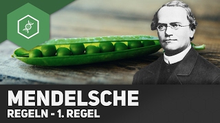 1 Mendelsche Regel  Uniformitätsregel [upl. by Rehc898]