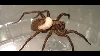 Wolf spider devoured by wasp larva [upl. by Haorbed]