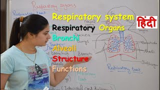 Respiratory system anatomy amp physiology in hindi  Organs  structure  functions [upl. by Ffilc714]