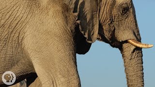 How Elephants ListenWith Their Feet  Deep Look [upl. by Duval]