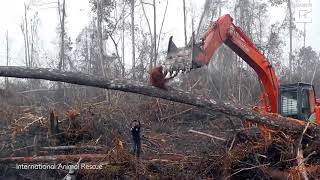 Sadness As An Orangutan Tries To Fight The Digger Destroying Its Habitat [upl. by Haisej240]