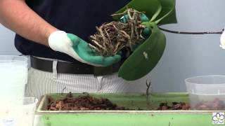 How to Repot Phalaenopsis Orchids [upl. by Asillim440]