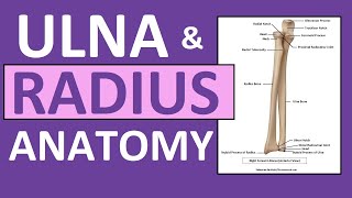 Radius and Ulna Anatomy and Physiology Forearm Bones [upl. by Osana]