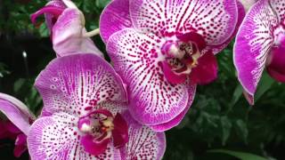 Pruning Phalaenopsis Orchids to get them to rebloom [upl. by Lammond]