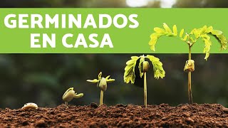 CÓMO HACER GERMINADOS de LENTEJAS EN CASA [upl. by Ecirehc]