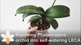 Repotting Phalaenopsis orchid into selfwatering LECA [upl. by Yeldoow]