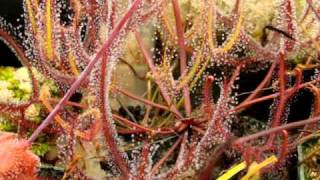 Drosera binata  The ForkedLeaf Sundew Carnivorous Plant [upl. by Nosa]