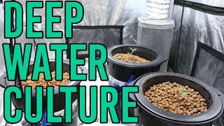 How To Setup a Hydroponic DWC Deep Water Culture System [upl. by Airbmak]