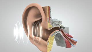 El viaje del sonido al cerebro [upl. by Ettesil]