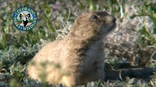 Prairie Dogs in Colorado [upl. by Elocin]