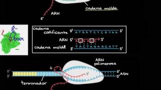 Transcripción y procesamiento del ARNm  Biología  Khan Academy en Español [upl. by Ligriv]