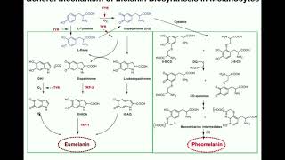 Complete Melanin Biosynthesis Pathway  Eumelanin amp Pheomelanin [upl. by Hilton]