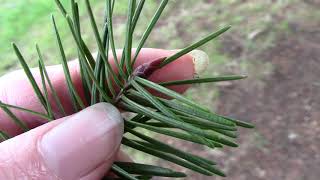 Douglas fir Pseudotsuga menziesii [upl. by Elberta]