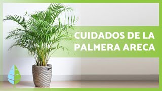 Cómo CUIDAR una PALMERA ARECA🌴💧 – ¡Riego abono reproducción y más [upl. by Nivloc]