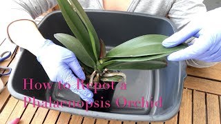 Repotting a Phalaenopsis Orchid  Beginner Care Tips [upl. by Anivle992]