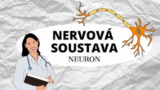 NERVOVÁ SOUSTAVA  Zaostřeno na neuron [upl. by Hemphill]