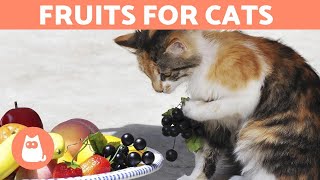 The BEST FRUIT for CATS  Feeding Guide amp Benefits [upl. by Nner371]