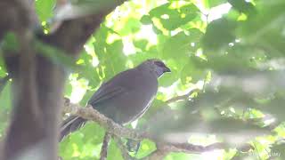 North Island Kōkako [upl. by Dweck]