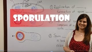 Endospore Formation Sporulation [upl. by Asel928]