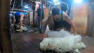 Sheep Shearing in Australia  Merino Ewes [upl. by Einnoc]