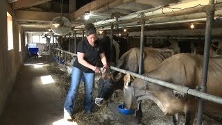 A Day in the Life of a Dairy Farmer [upl. by Llehcsreh]