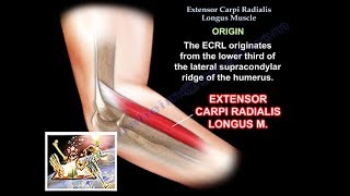 Extensor Carpi Radialis Longus  Everything You Need To Know  Dr Nabil Ebraheim [upl. by Aissela]