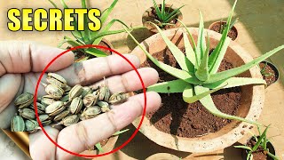 ALOE VERA PLANTS SECRETS CARE TIPS Do’s amp Don’ts  Automatic Propagation [upl. by Lledrac]