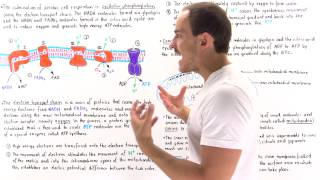 Introduction to Oxidative Phosphorylation [upl. by Philip937]