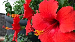 FOUR TIPS ON HIBISCUS TREE CARE  MY PERSONAL EXPERIENCE  SIMPLE [upl. by Notsruht]