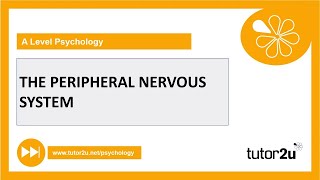 Peripheral Nervous System  Biopsychology  AQA A Level Psychology [upl. by Ahgiela]