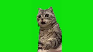 Shocked Cat Meme Green Screen [upl. by Enawyd]