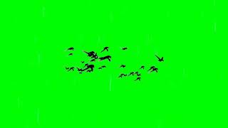 Birds Flying Green Screen 4k [upl. by Ambert]