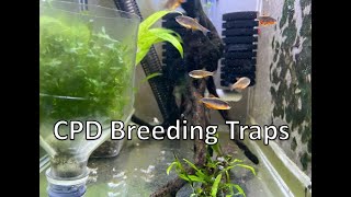 Easy CPD Breeding  Egg Trap Game changer [upl. by Wake]