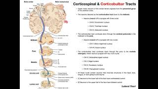 Corticobulbar Tracts EXPLAINED  Cranial Nerve Motor Function [upl. by Merrie178]