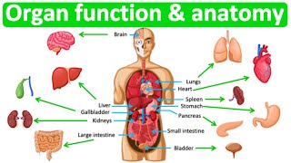 Major organ functions amp anatomy 👫 Quick amp easy learning video [upl. by Nahtal861]