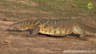 Nile Monitor Lizard  Africas largest lizard [upl. by Eidnar]